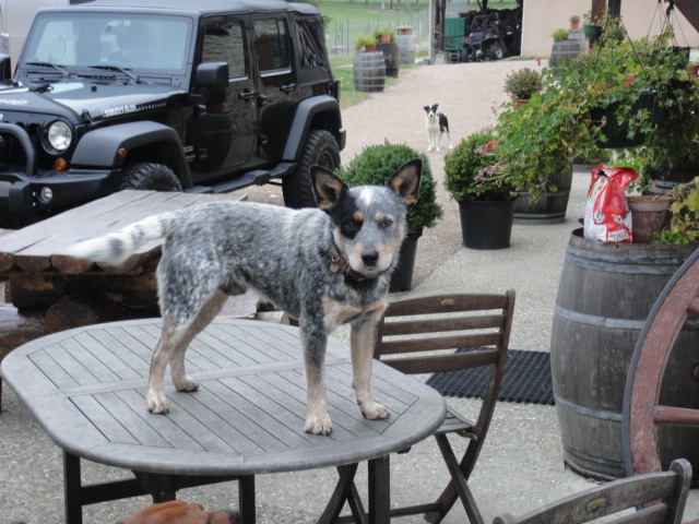 Elwood De Myridene