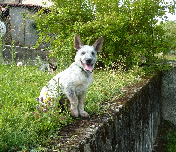 Gatsby De Myridene