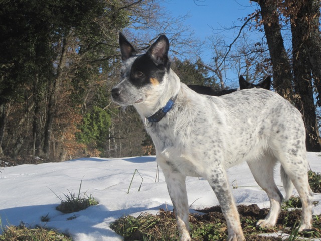 Girlie blue De Myridene