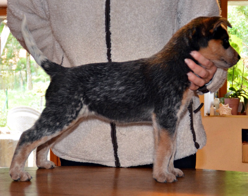 Iggie De Myridene