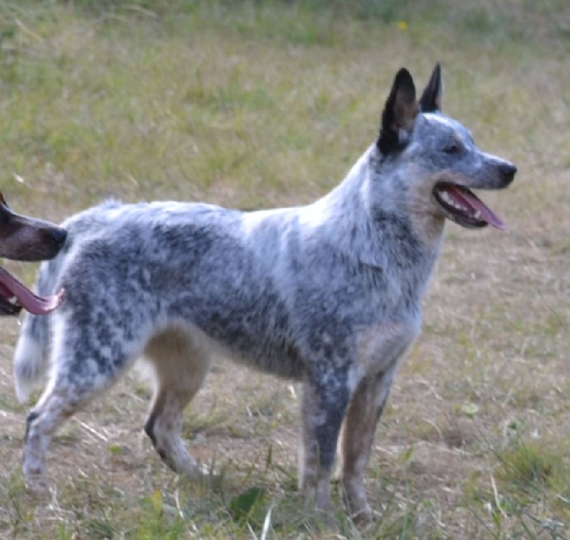 Jillabong De Myridene