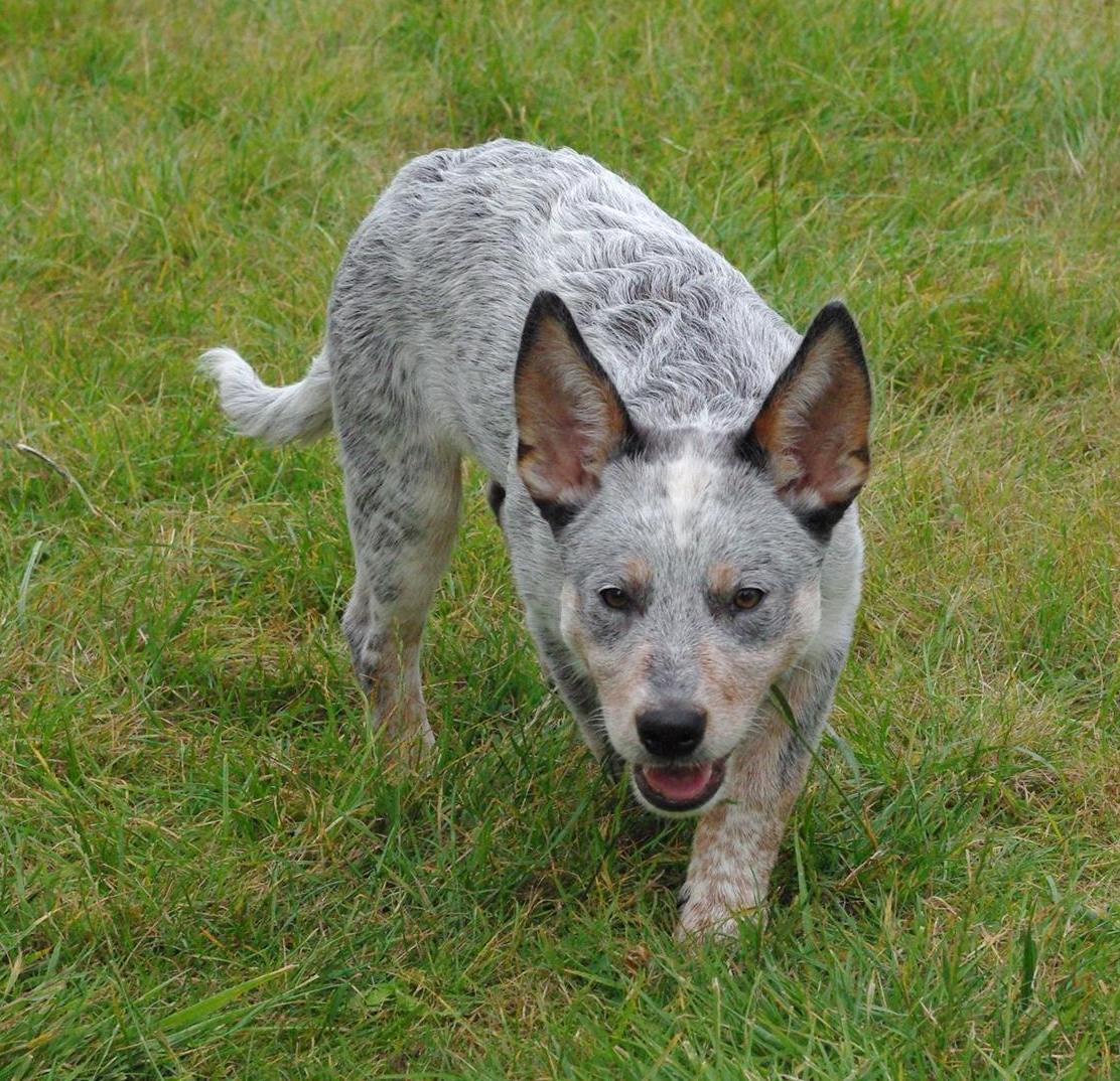 Milou De Myridene
