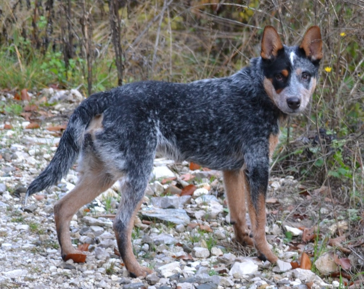 Ooper De Myridene