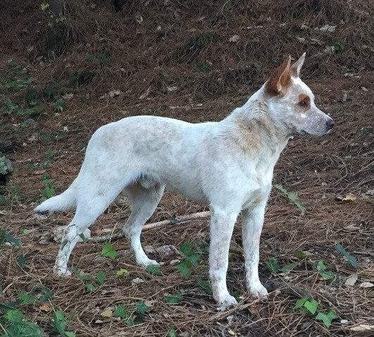 Miko De Myridene