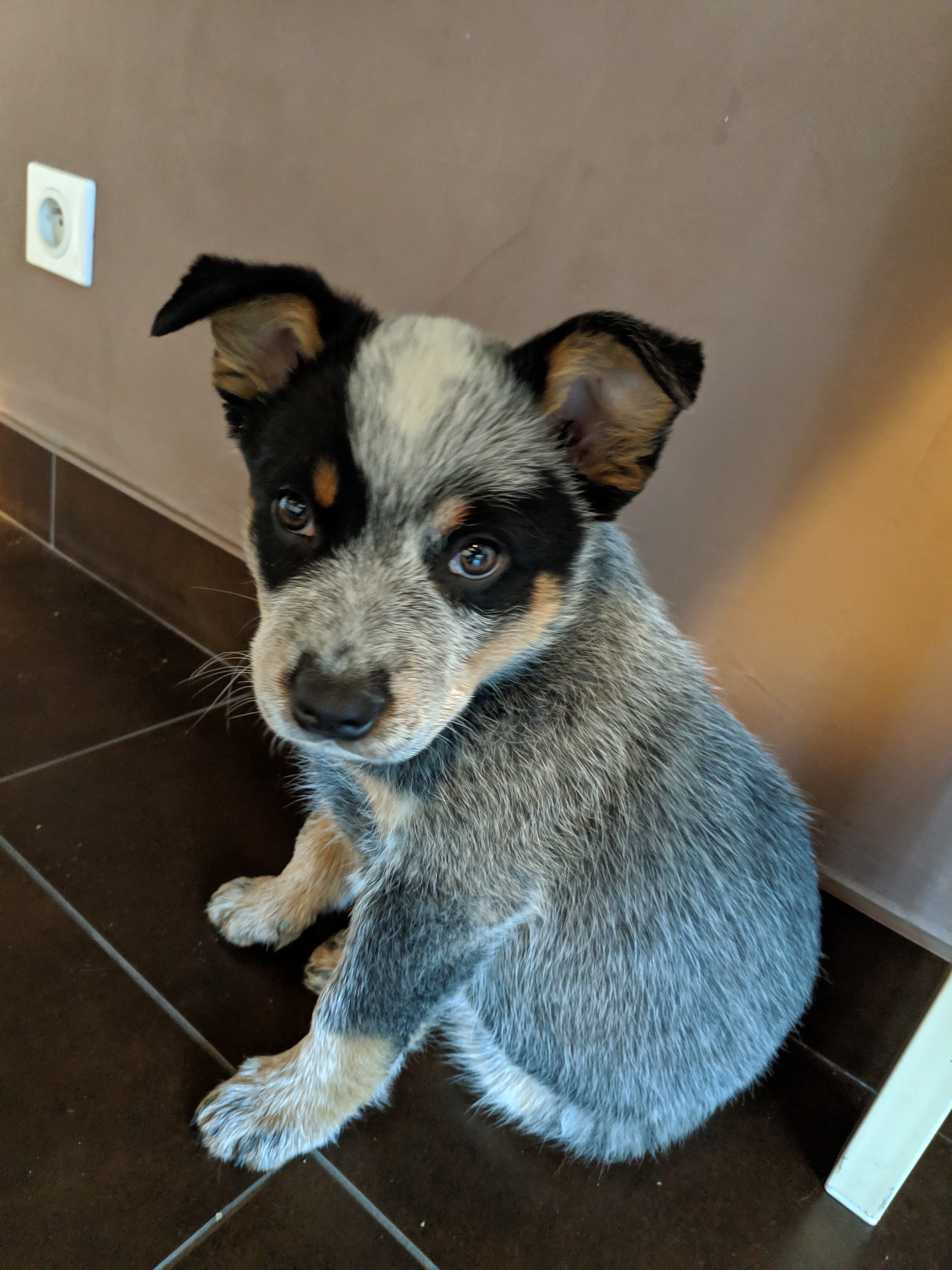 Pilou De Myridene