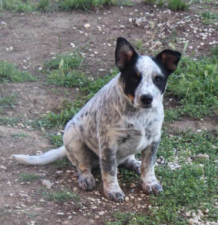 Pepsy De Myridene