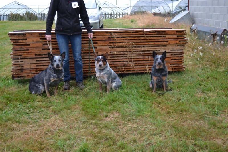 Bluebelle et Goondi